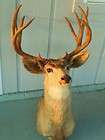   12 point DEER head TAXIDERMY trophy MOUNT hunting lodge WORLDS BEST