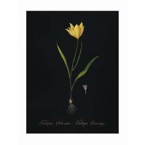  Decorative Printed Artwork / Wall Art   Tulips, Unframed 