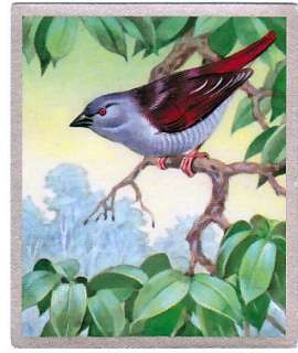 1939 Red winged Pytilia Finch Bird Painting Card  