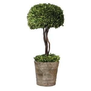  PRESERVED BOXWOOD TREE TOPIARY