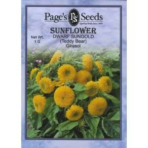  Sunflower, Dwarf Sungold Patio, Lawn & Garden