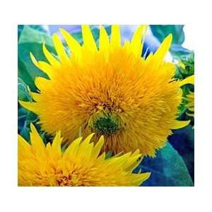 Bulk Seed   Helianthus annuus   Dwarf Sungold Sunflower 