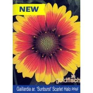   Halo Blanket Flower  Gaillardia aristata Plant Patio, Lawn & Garden