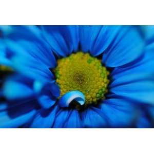  Super Close Blue Flower Photograph 