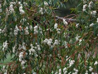 EUCALYPTUS coccifera Tasmanian Snow Gum seed (E61)  