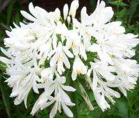 Lily of the Nile Getty White (Agapanthus)   50+ SEEDS  