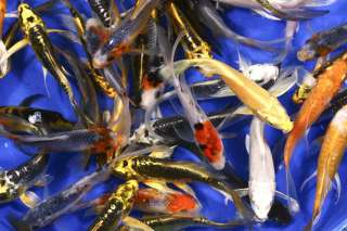 25 Lot 5 6 ASSORTED Butterfly Fin Live Koi fish pond garden 