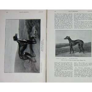   1909 Hare Coursing Effort Greyhound Dog MGrath Bird: Home & Kitchen