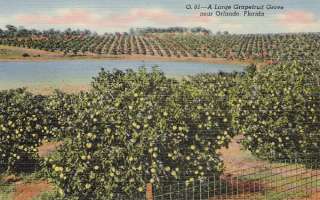 GRAPEFRUIT GROVE ORLANDO FLORIDA  1940s LINEN POSTCARD  