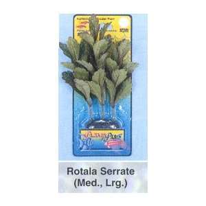  Plants+Plus Watercolors Large rotala Serrate Kitchen 
