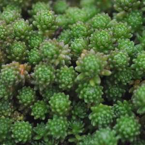   , var. glanduliferum   Corsican Stonecrop: Patio, Lawn & Garden