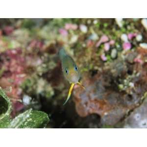 Small Fish with Bright Yellow and Blue Looks at the Camera 