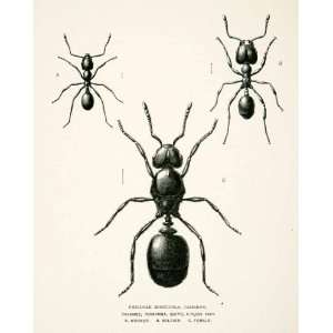   Monticola Caste Classes Entomology   Original In Text Wood Engraving