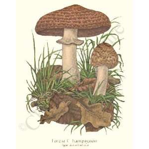  Botanical Mushroom Print Forest Champignon   Agaricus 