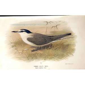  Lesser Sooty Tern Lilfords Birds 1885 97 By A Thorburn 