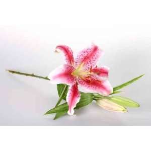  Pink Lily   Peel and Stick Wall Decal by Wallmonkeys