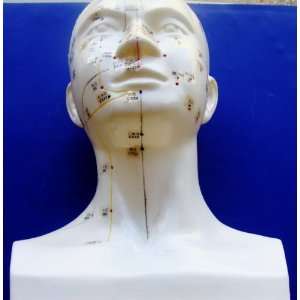 Model Anatomy Professional Medical Acupuncture Head Life Size IT 121 