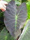 Colocasia Coal Miner   Hardy tropical