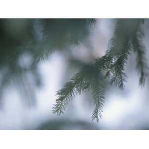  Close Up of an Evergreen Tree Branch with Pine Needles 