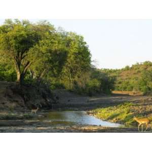 Majale River Scene with Impala, Northern Tuli Game Reserve 