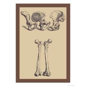  Pelvic Bones by Andreas Vesalius 12x18