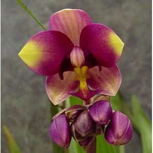 Purple Philippine Ground Orchid Plant Grocery & Gourmet Food