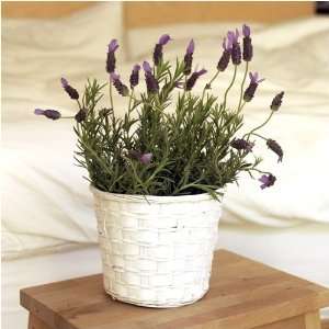 Potted Lavender Plant   Housewarming: Grocery & Gourmet Food