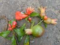Punica granatum Nana DWARF POMEGRANATE TREE Seeds  