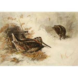 Woodcock Etching Thorburn, Archibald Animals, Dogs Birds Engraving 