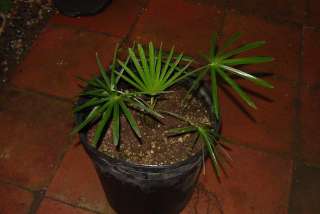 species info this is my favorite of all coccothrinax mainly for it s 