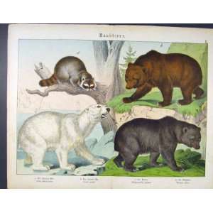 Bear Polar Grizzly Raccoon Antique German Color Print  