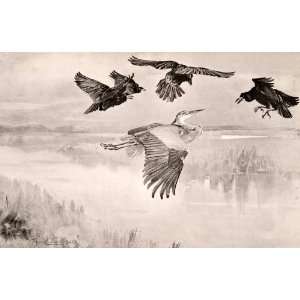  1906 Print Frank Southgate Rooks Mobbing Heron Bird Lake 
