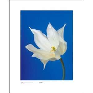 Bruce Teleky BT6560002 Tulip, Natures White On Deep Blue   Poster by 
