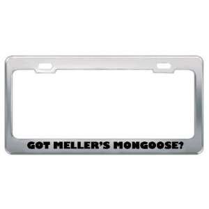 Got MellerS Mongoose? Animals Pets Metal License Plate Frame Holder 