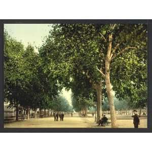  Photochrom Reprint of The Promenade, Montpelier, France 