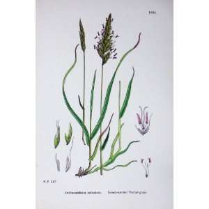  Botany Plants C1902 Sweet Scented Vernal Grass Flowers 