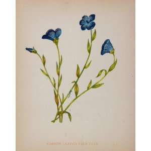   Narrow Leaf Pale Flax Blue Linum   Original Print