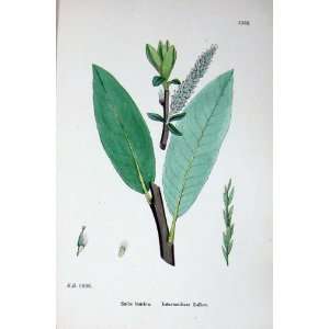   Botany Plants C1902 Intermediate Sallow Salix Laurina: Home & Kitchen