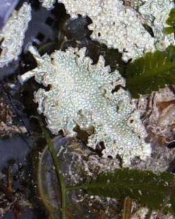 GRN LETTUCE NUDIBRANCH   SOFT CORAL & LIVE CORAL SAFE  