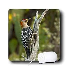   fronted Woodpecker perched on dead tree   Mouse Pads Electronics