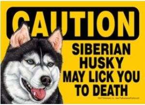 Funny Dog Sign Caution Siberian Husky magnet  