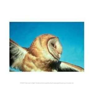   PPBPVP0377 Barn Owl In Flight  10 x 8  Poster Print Toys & Games