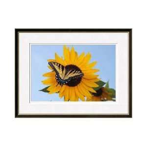 Tiger Swallotail Butterfly Frederick County Maryland Framed Giclee 