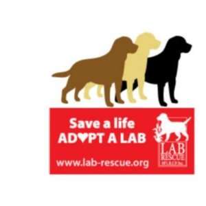 Save A Life Adopt A Lab Mug:  Kitchen & Dining