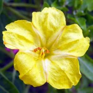  60 Seeds, Four OClock Yellow (Mirabilis jalapa) Seeds 