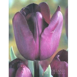  Recreado Tulip Pack of 10 Bulbs Patio, Lawn & Garden