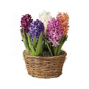  Hyacinth Variety Flower Bulb Garden Patio, Lawn & Garden