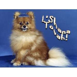  Pet Star Jewish New Year Cards   Pomeranian Pet Star 