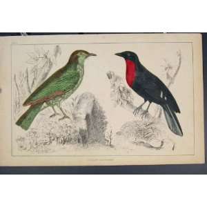  Bird Birds Hand Colour Antique Print C1860 Fine Art: Home 