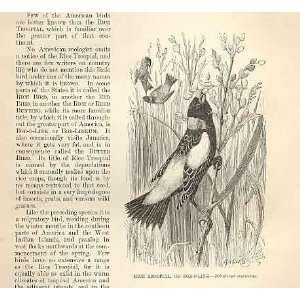  Rice Tropial Or Bob O Link 1862 Bird Engraving
